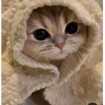 Gattini di Ali 2