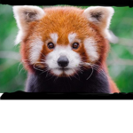 Red pandas Army~