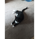 Oreo and Moonlight