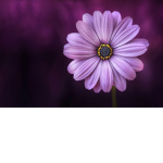 Flower Squad :)