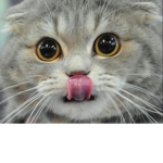 \\dabin Cat// Meow