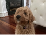 Anna and her labordoodle group