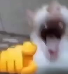 猫を探す