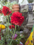 Daisy's group!!