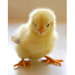 Duck Police