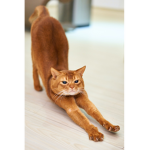t love cats