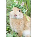 bunny is my cousin