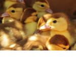 Duck squad oof