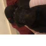 India and dog
