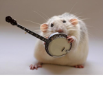 the cool ratsssssssss