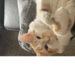 Cats are cuddly