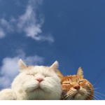 Store cloud.+