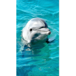 AESTHETIC DOLPHIN SQAUD