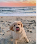 ~doggie lovers~