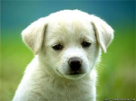 puppy land