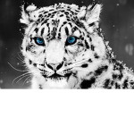 The leopard gang