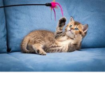 Therealcat119's group