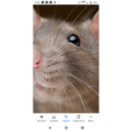 Thick rat Squad