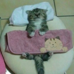 gato