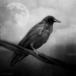 The Cult Of Crow
