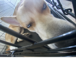 love rocko