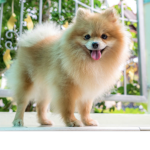 Fluffy dogs!!