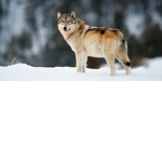 TheBlackWolves