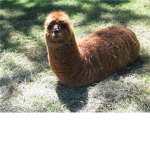 LOCO LLAMAS