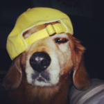 vɇin $