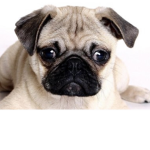 The Pug And Cat Group