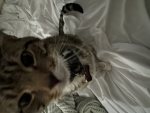 I love CATssssssssssssssssssss