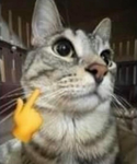 cat fans fr