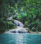 rainforest <3