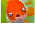 Fishie friends!