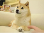 SO DOGE