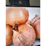 Onion group meow