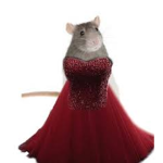Rata a la elegancia
