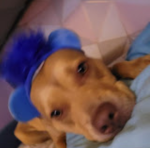 Arxci