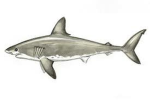 SRHS SHARKS RULE