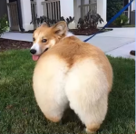 Let the dogs out