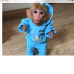 Da Monke hang out