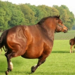 Projeto Cavalos PDS