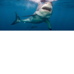 your sharks business