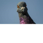 *-The epic pigeons-*