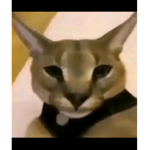 H4cker cat