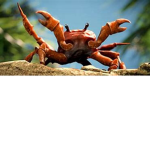 Craby clan