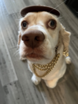 noorspizza