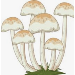 MushroomArmy/family