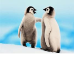 Penguin Gang x)