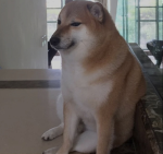 Doge is all mighty :D